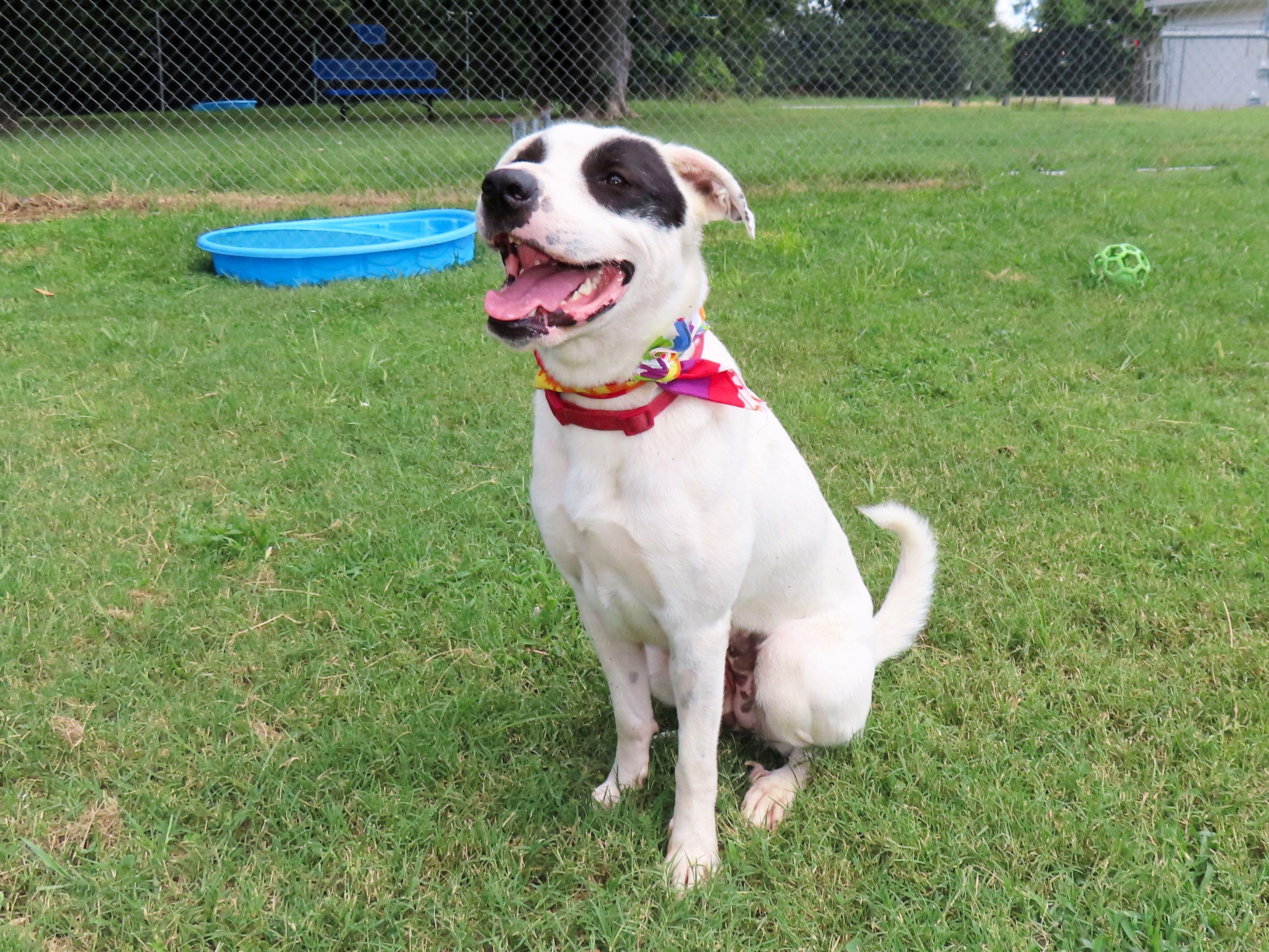 Black Eyed Susan 25C-201, a Adoptable mixed breed in Rogers, AR image 4/5
