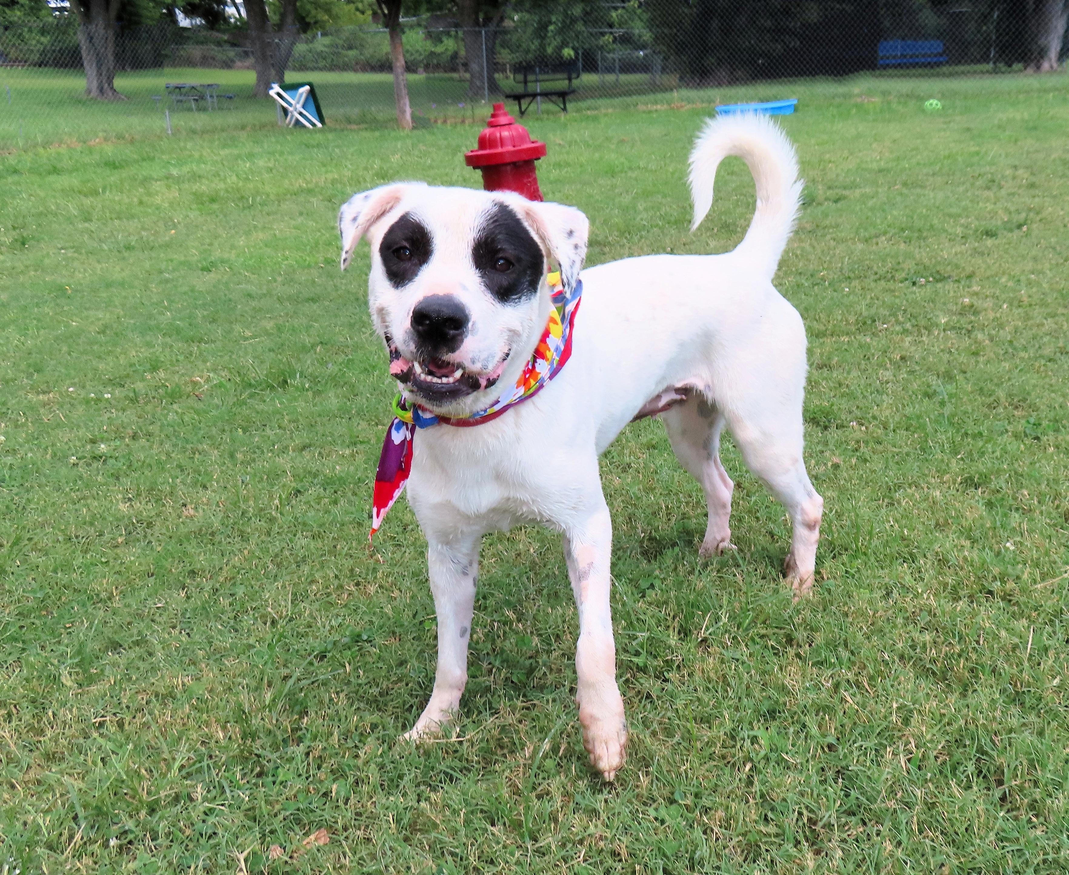 Black Eyed Susan 25C-201, a Adoptable mixed breed in Rogers, AR image 5/5