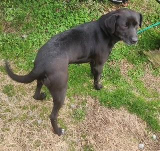 Circe, ADOPTABLE, Young Female Labrador Retriever.