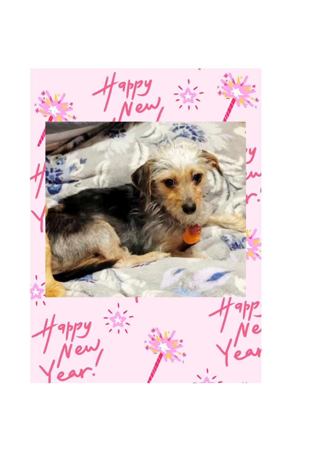 Minnie , ADOPTABLE, Young Female Yorkshire Terrier.