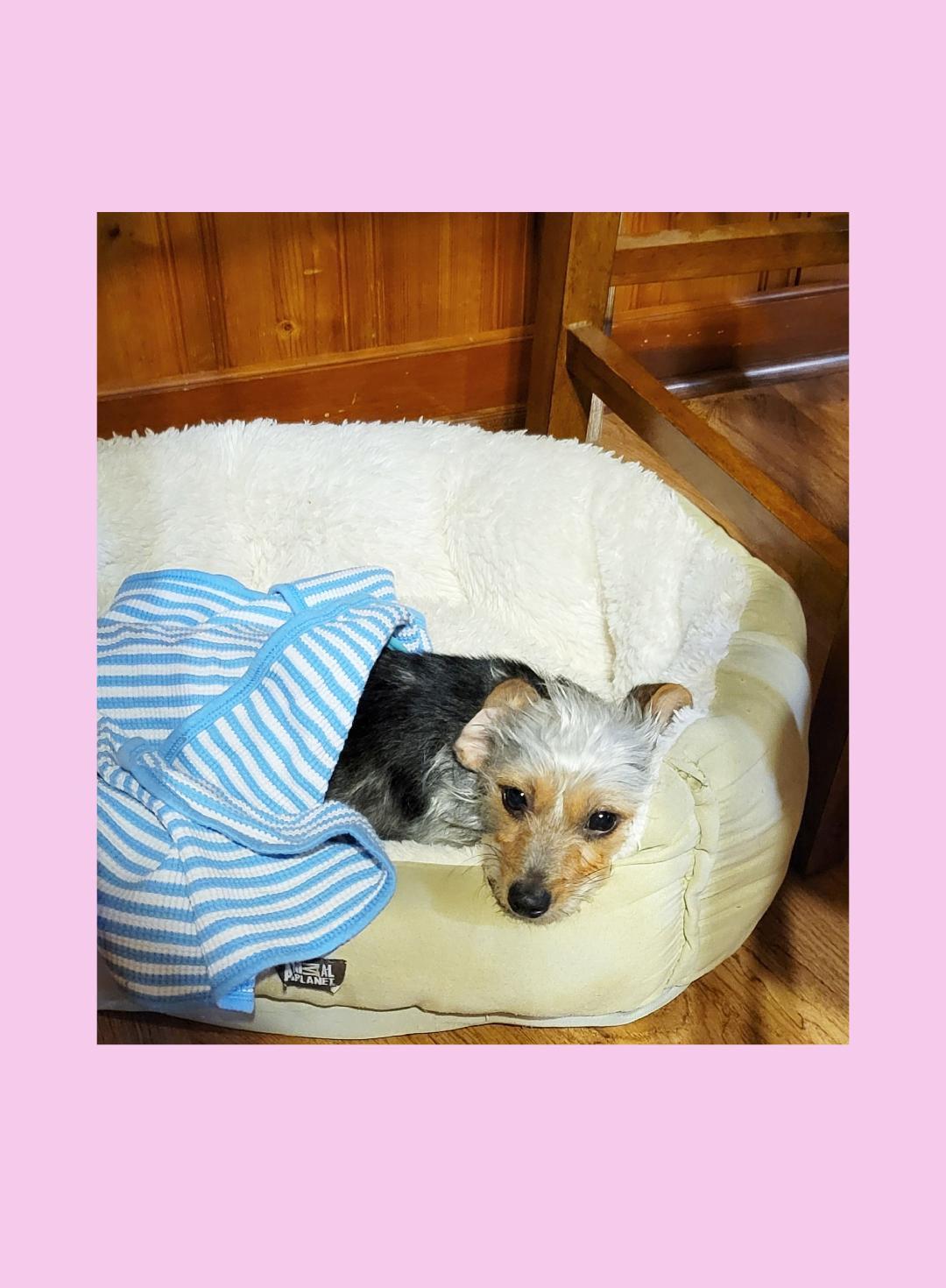 Enlarge Minnie , a ADOPTABLE mixed breed in Lake Geneva, WI image 5/5