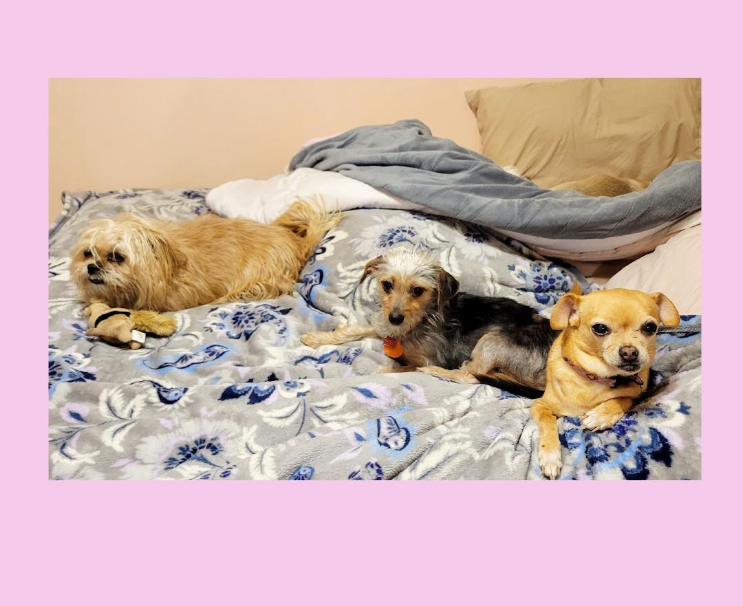 Enlarge Minnie , a ADOPTABLE mixed breed in Lake Geneva, WI image 3/5