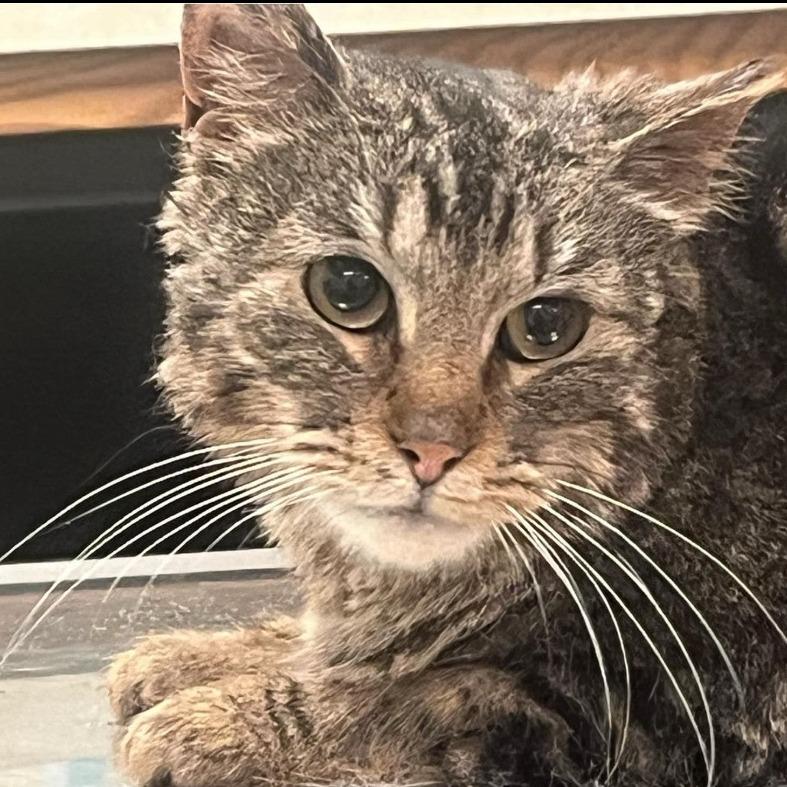 CryBaby, Adoptable, Young Female Domestic Short Hair.