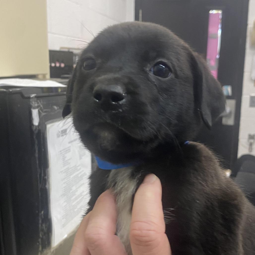 Edgar, Adoptable, Puppy Male Mixed Breed.