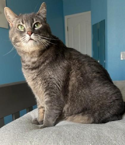 Enlarge Muffin, a Adoptable Domestic Short Hair in Phoenix, AZ image 1/1