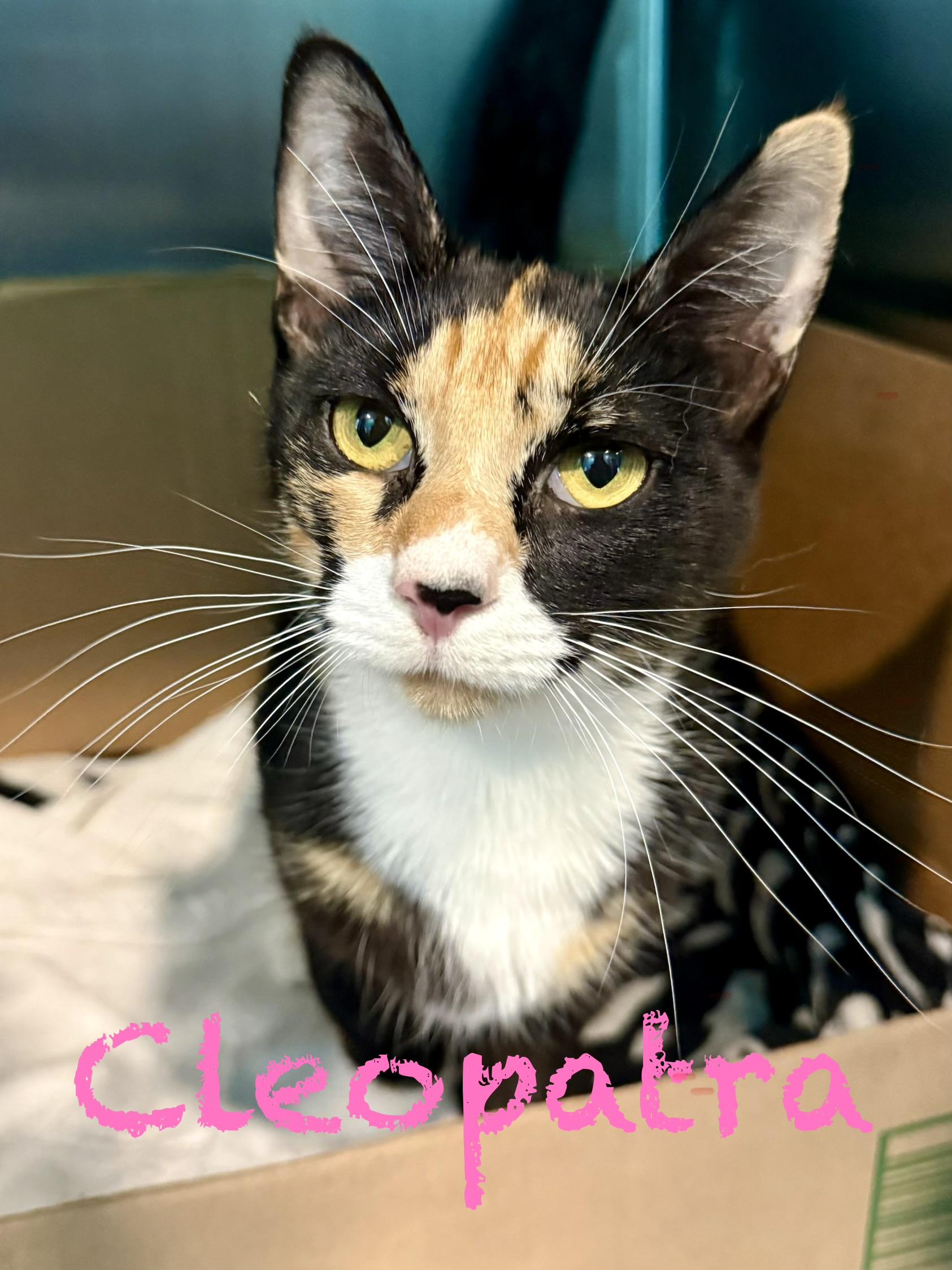Enlarge Cleopatra, a ADOPTABLE Domestic Short Hair in Frewsburg, NY image 1/1