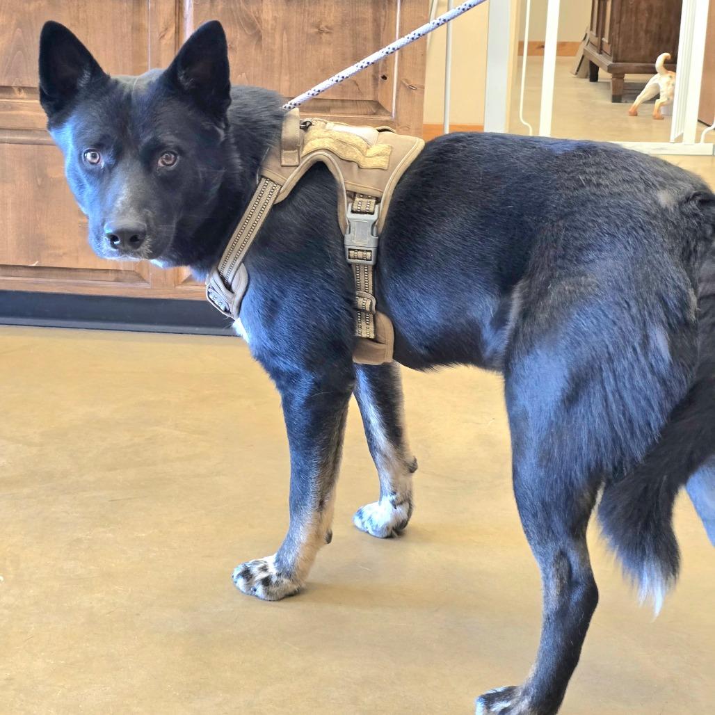 Wrangler, Adoptable, Adult Male Australian Cattle Dog / Blue Heeler.