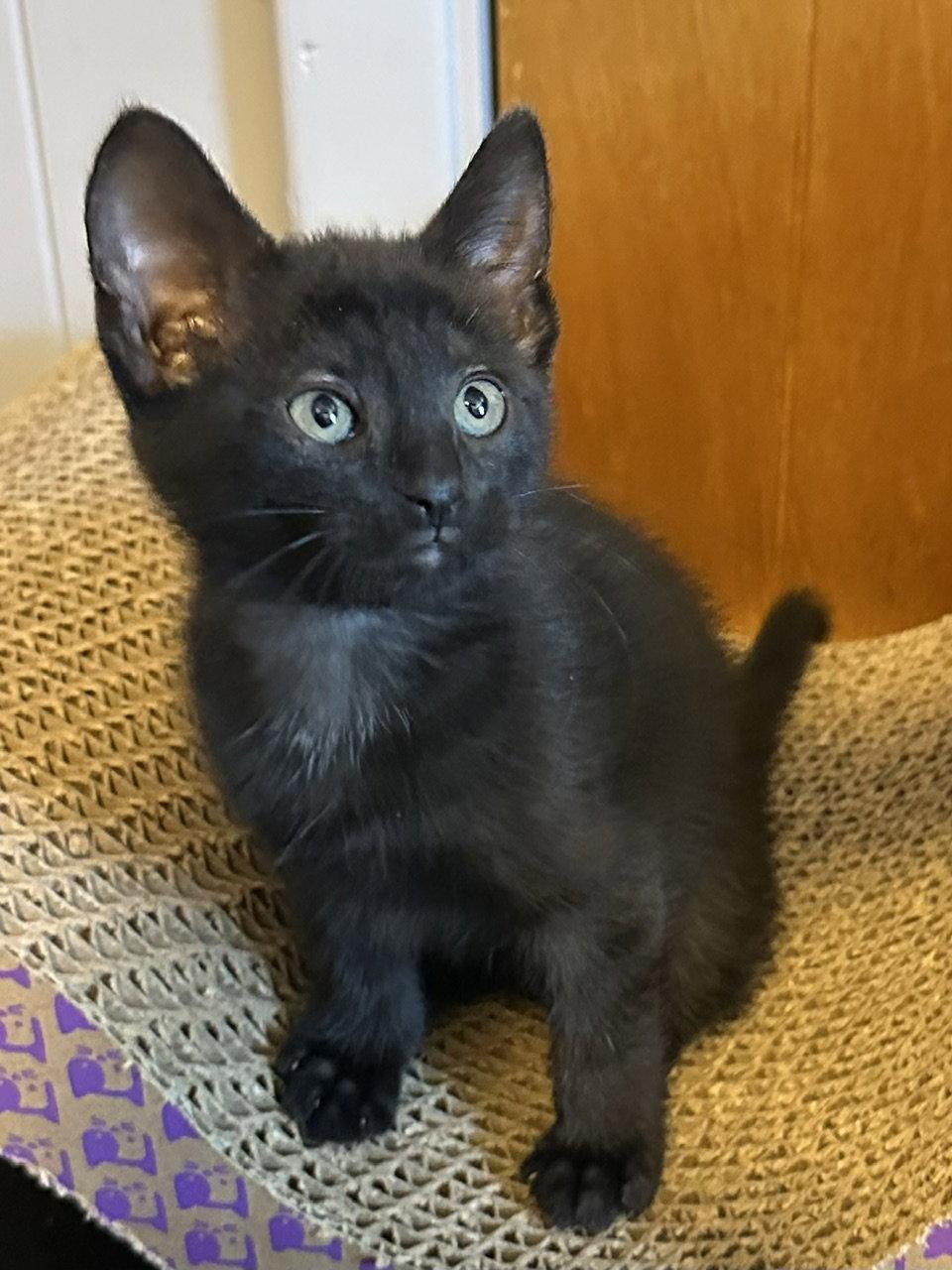 LuLu, Adopted, Young Female Domestic Short Hair.