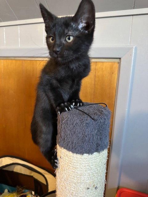 LuLu, a Adopted Domestic Short Hair in Rochester, NY image 2/3