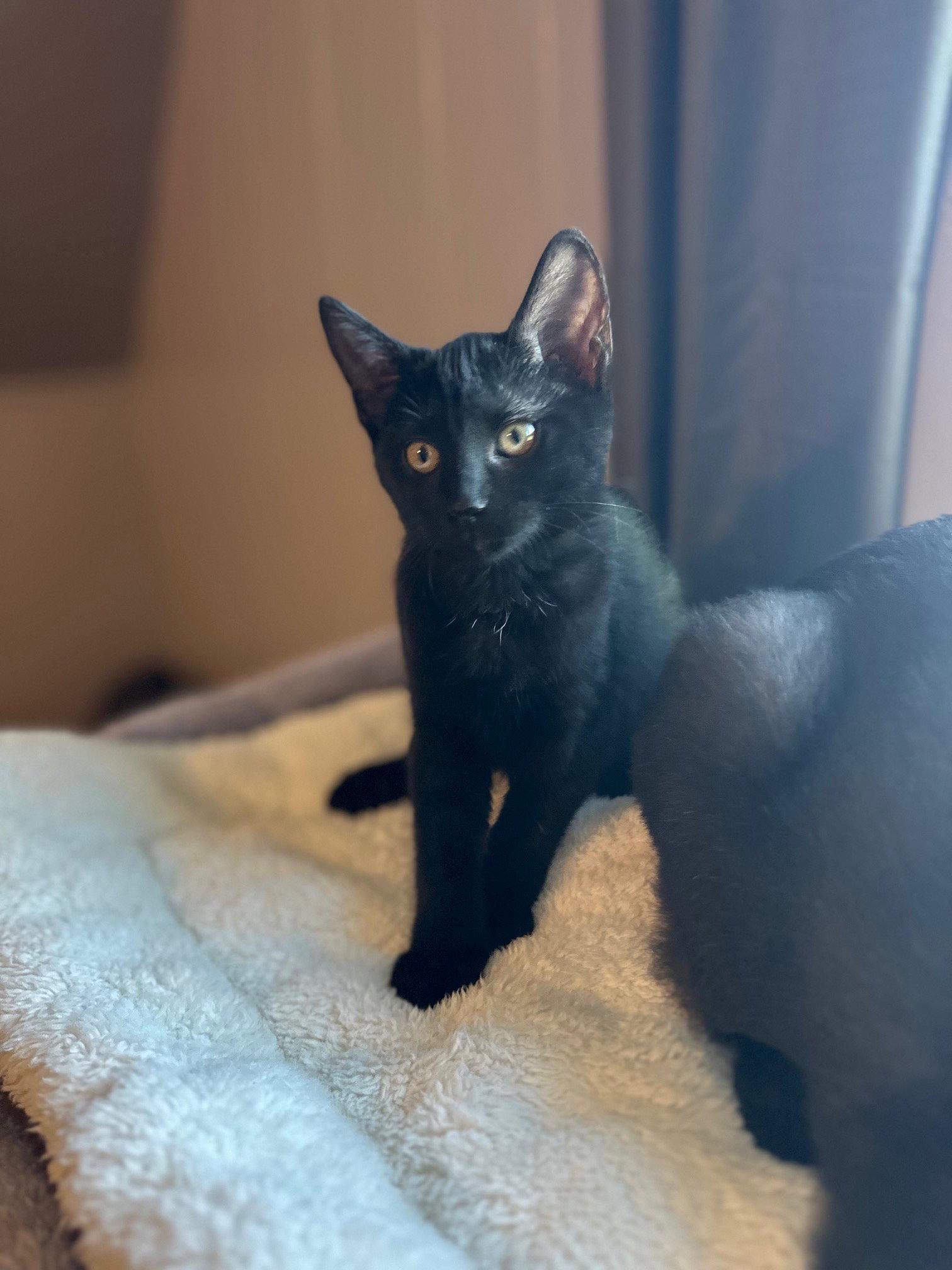 LuLu, a Adopted Domestic Short Hair in Rochester, NY image 3/3
