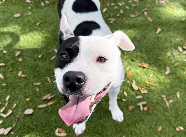 MICHAEL, Adoptable, Young Male American Staffordshire Terrier & Boston Terrier.