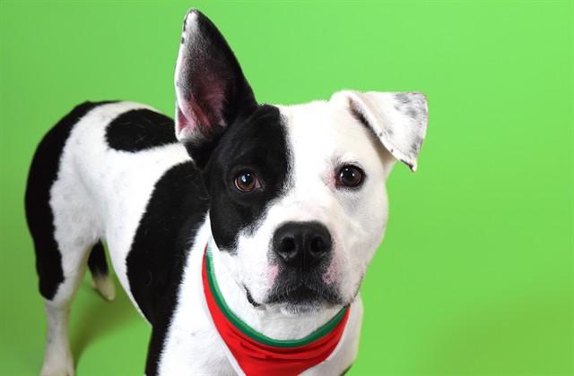 MICHAEL, Adoptable, Young Male American Staffordshire Terrier & Boston Terrier.