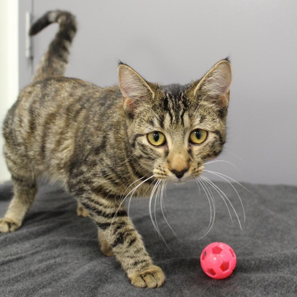 Selkie, Adoptable, Young Female Domestic Short Hair.