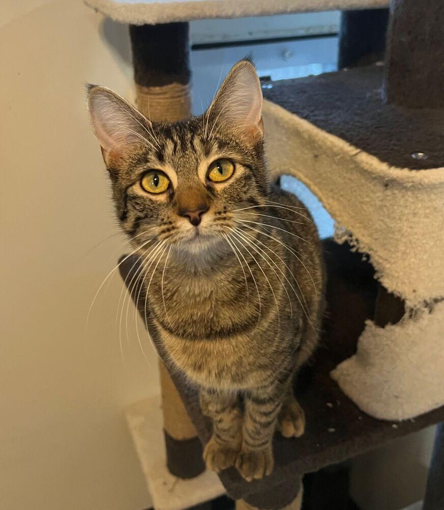 Selkie, a Adoptable Domestic Short Hair in McPherson, KS image 2/3