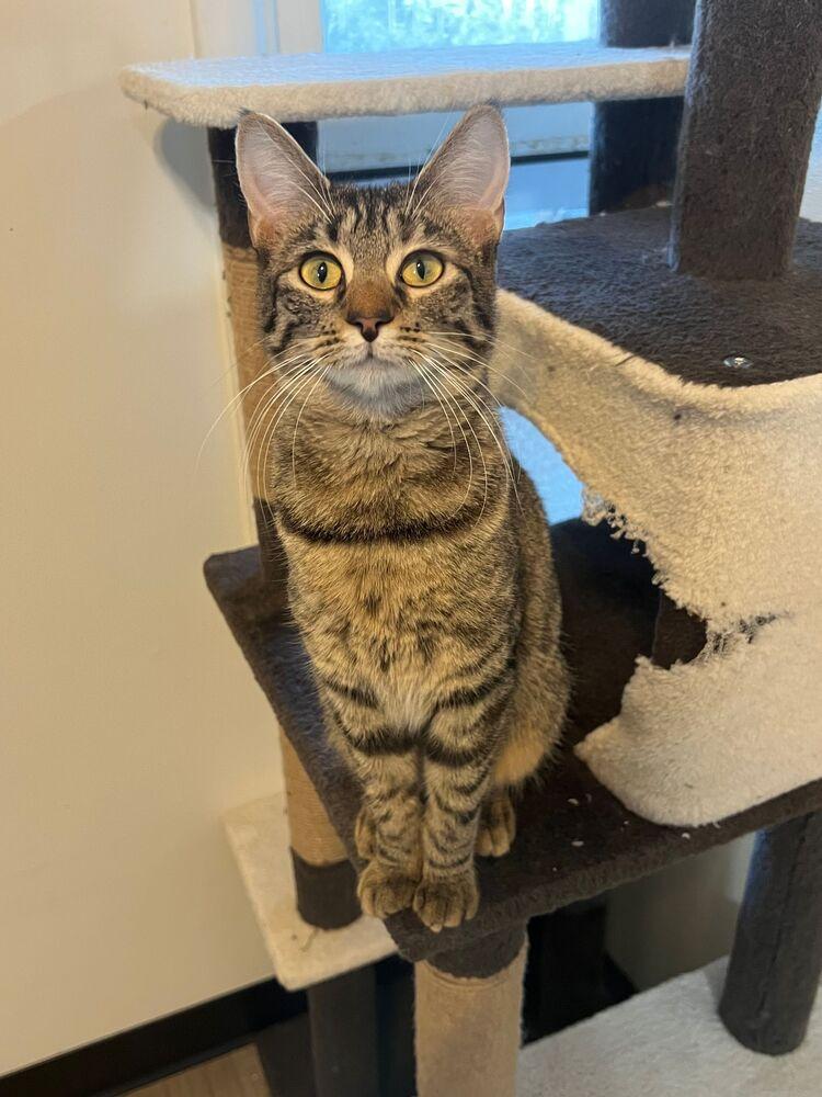 Selkie, a Adoptable Domestic Short Hair in McPherson, KS image 3/3