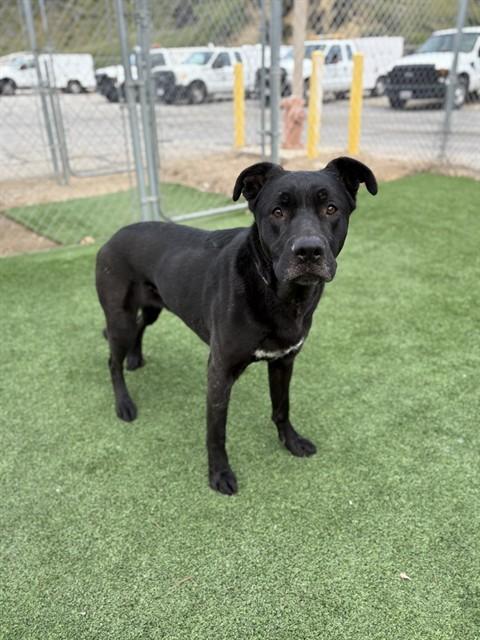 Enlarge SHADOW, a Adoptable mixed breed in Castaic, CA image 1/1