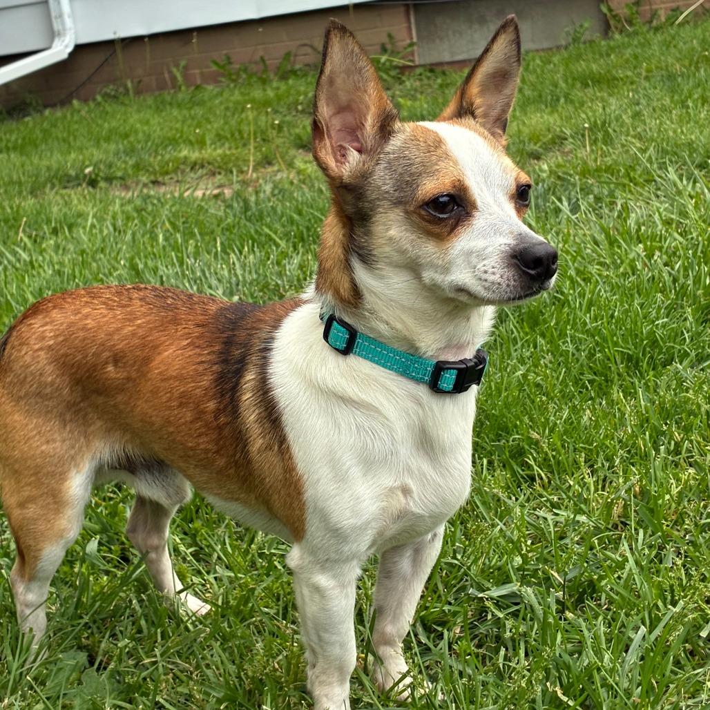 Neri, Adoptable, Young Male Chihuahua.