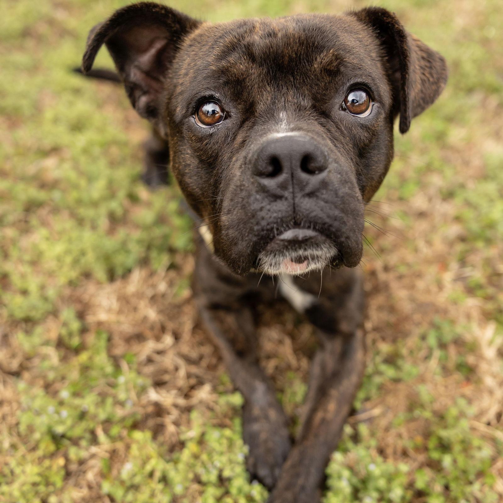 Enlarge Chip, a Adoptable mixed breed in Durham, NC image 1/3