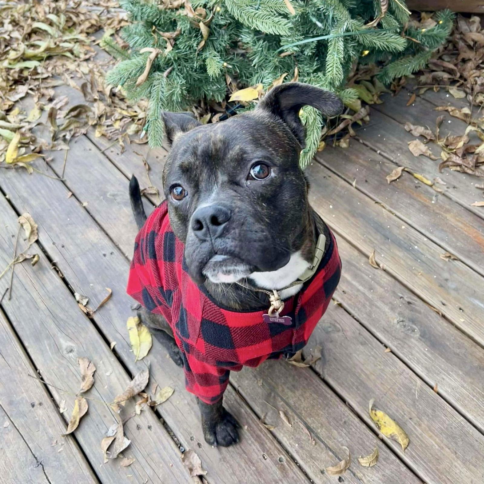 Chip, Adoptable, Adult Male Boxer & Pit Bull Terrier.