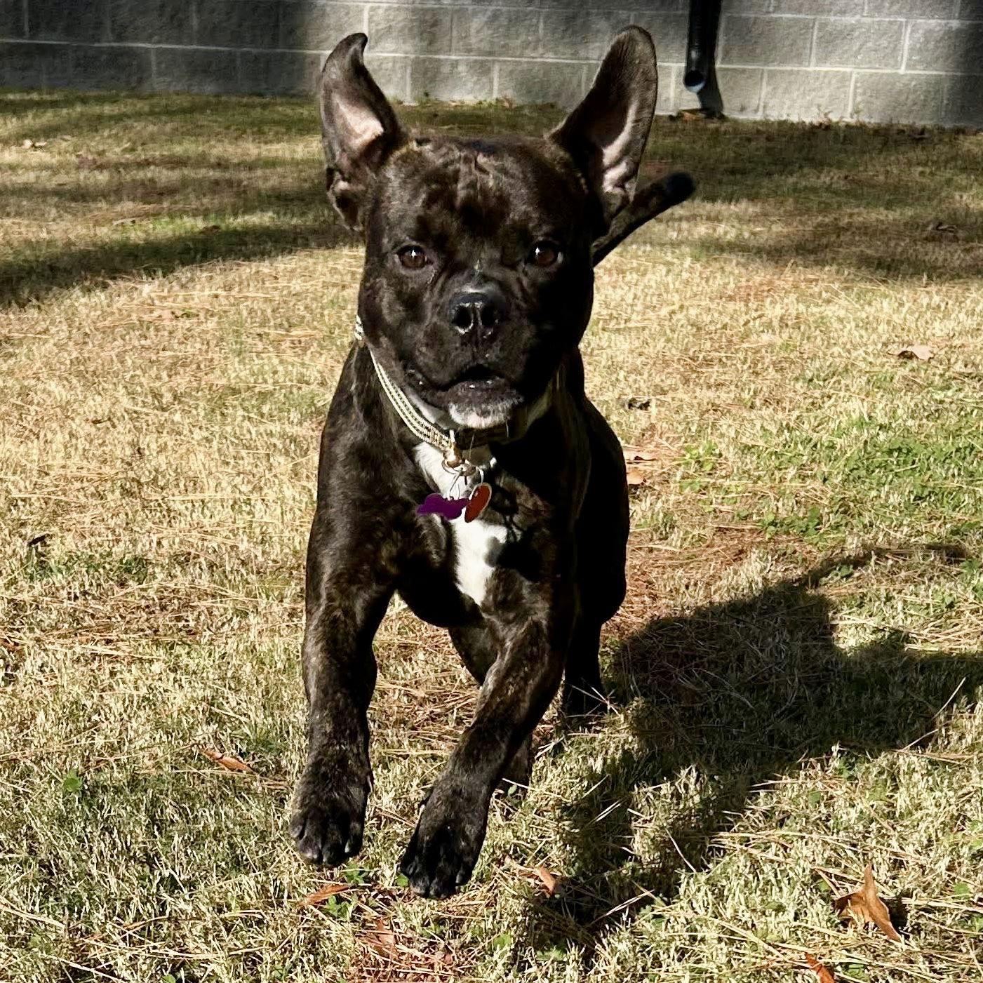 Enlarge Chip, a Adoptable mixed breed in Hillsborough , NC image 2/3