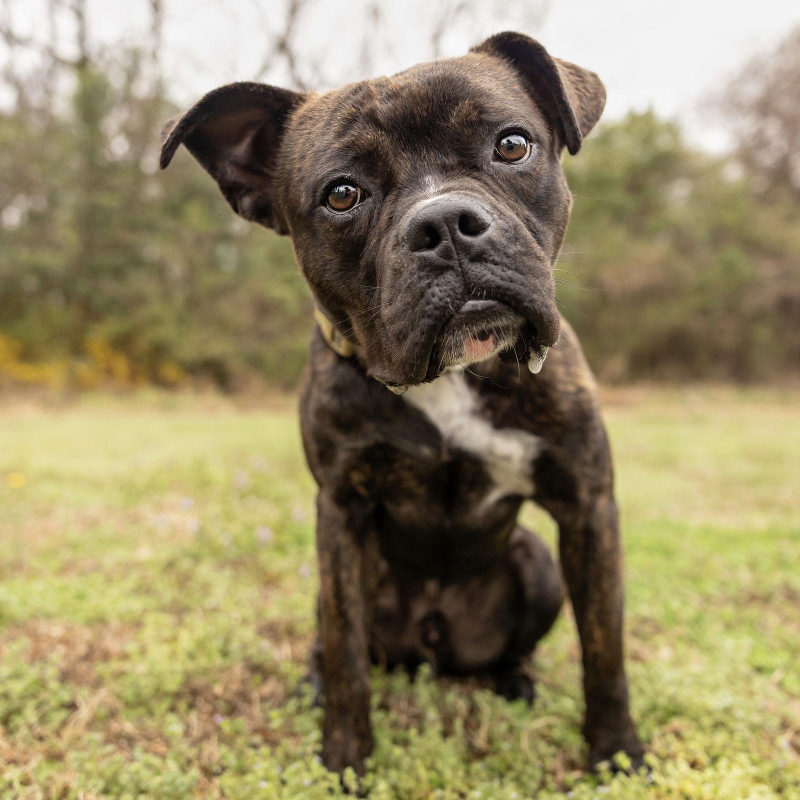 Enlarge Chip, a Adoptable mixed breed in Durham, NC image 2/3