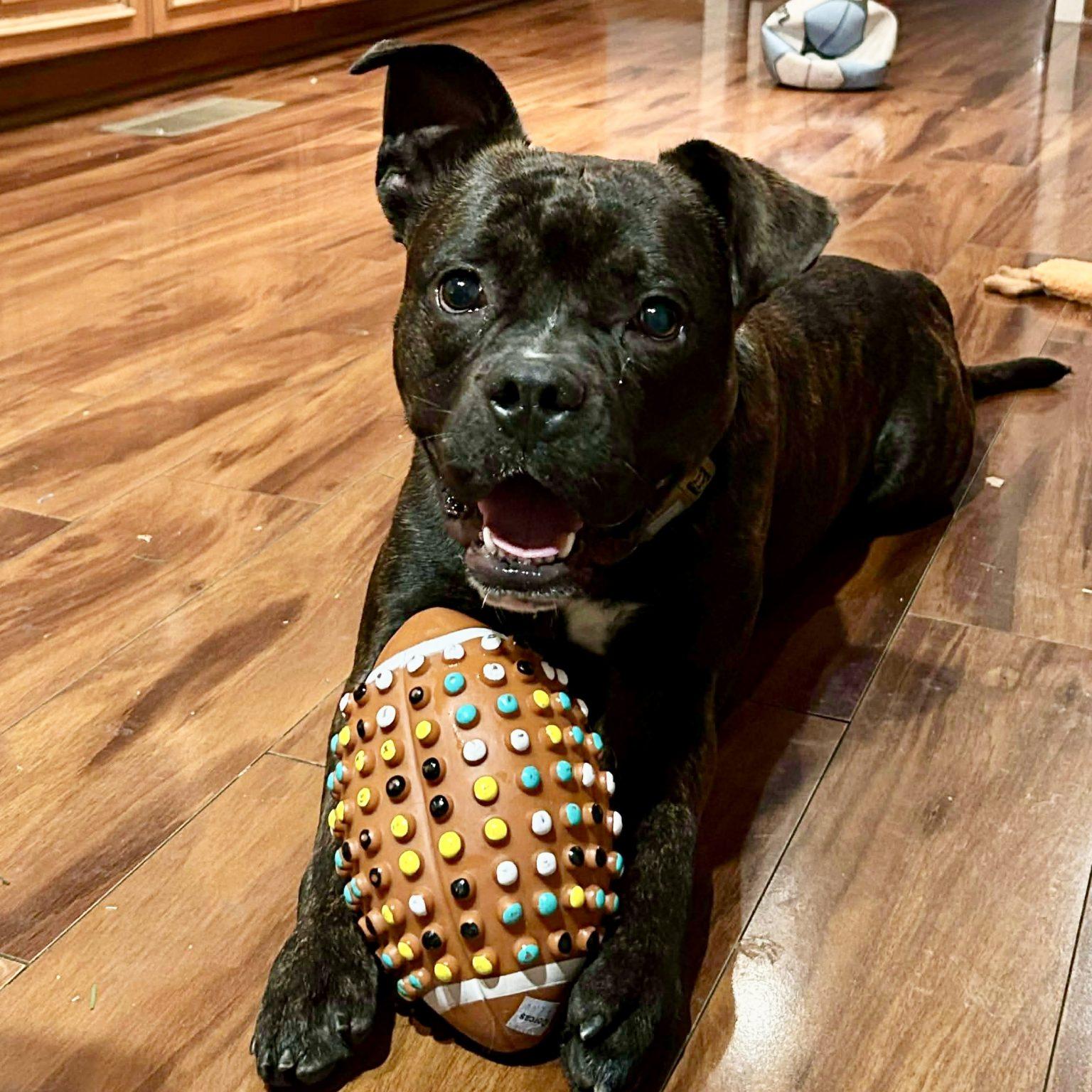 Enlarge Chip, a Adoptable mixed breed in Hillsborough , NC image 3/3