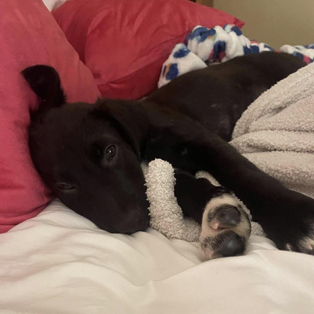 Cheeseburger, Adoptable, Puppy Male Border Collie & Mixed Breed.