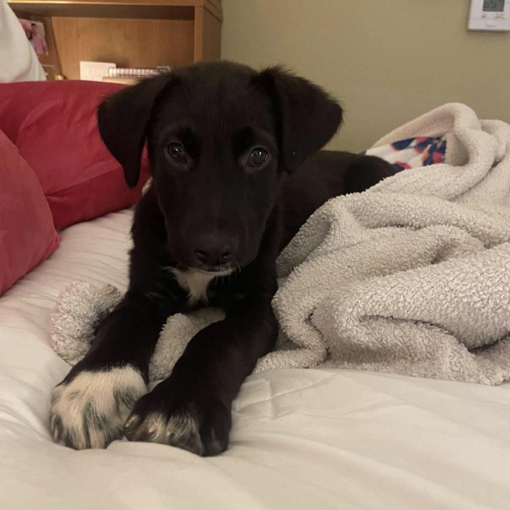 Enlarge Cheeseburger, a Adoptable mixed breed in Hattiesburg, MS image 3/5