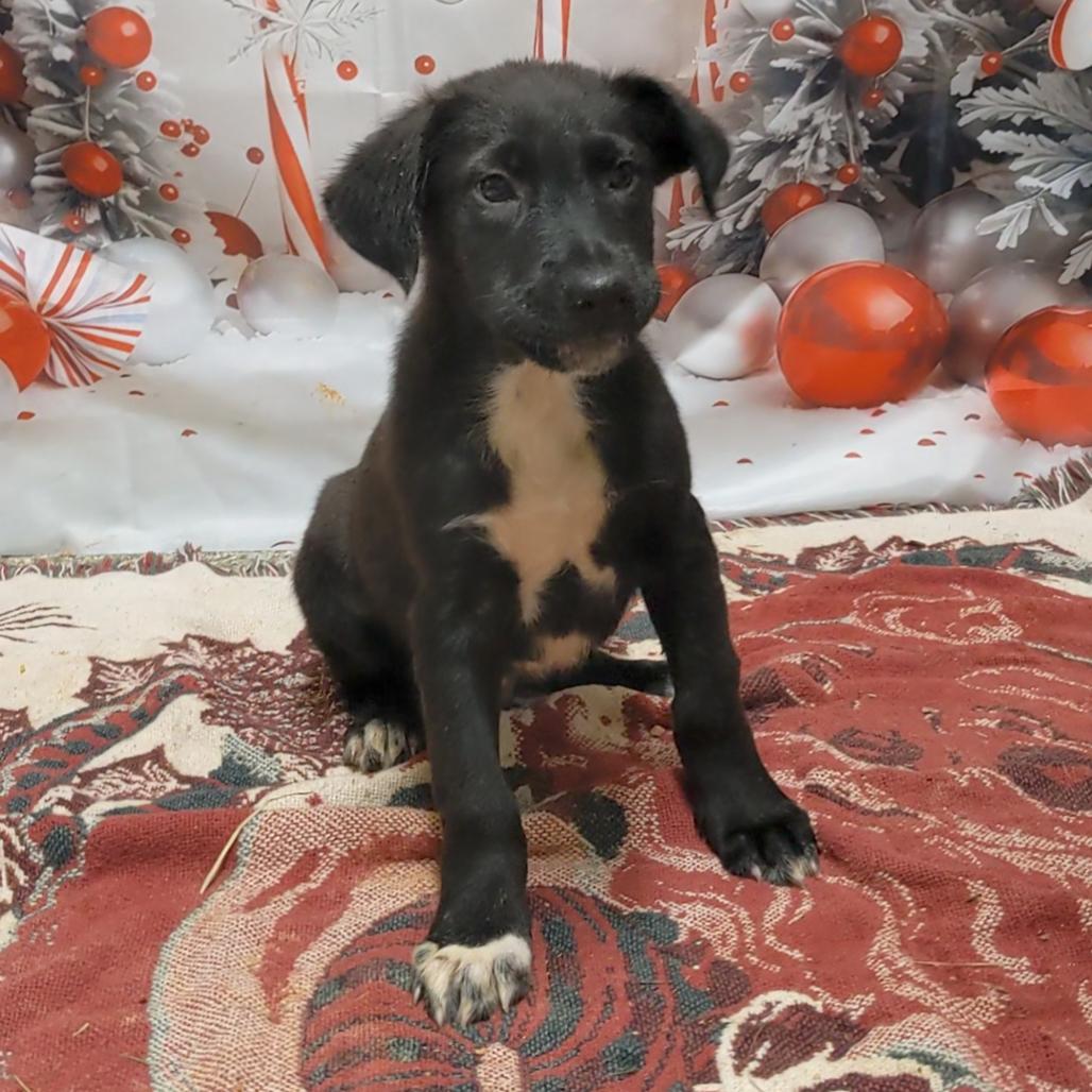 Enlarge Cheeseburger, a Adoptable mixed breed in Hattiesburg, MS image 4/5