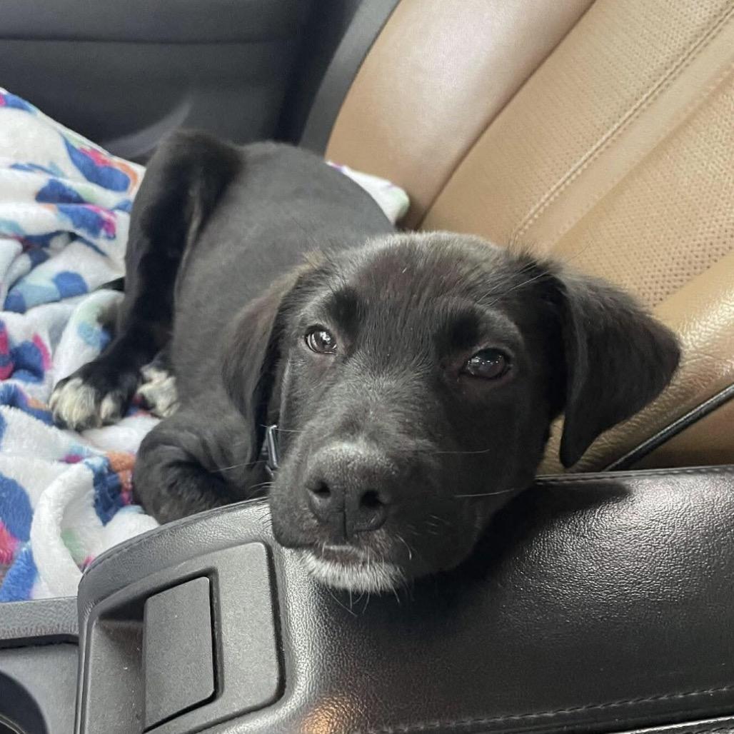 Enlarge Cheeseburger, a Adoptable mixed breed in Hattiesburg, MS image 5/5