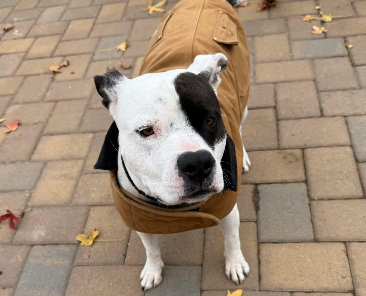 Enlarge Petey, a ADOPTABLE mixed breed in Yorktown heights, NY image 4/4