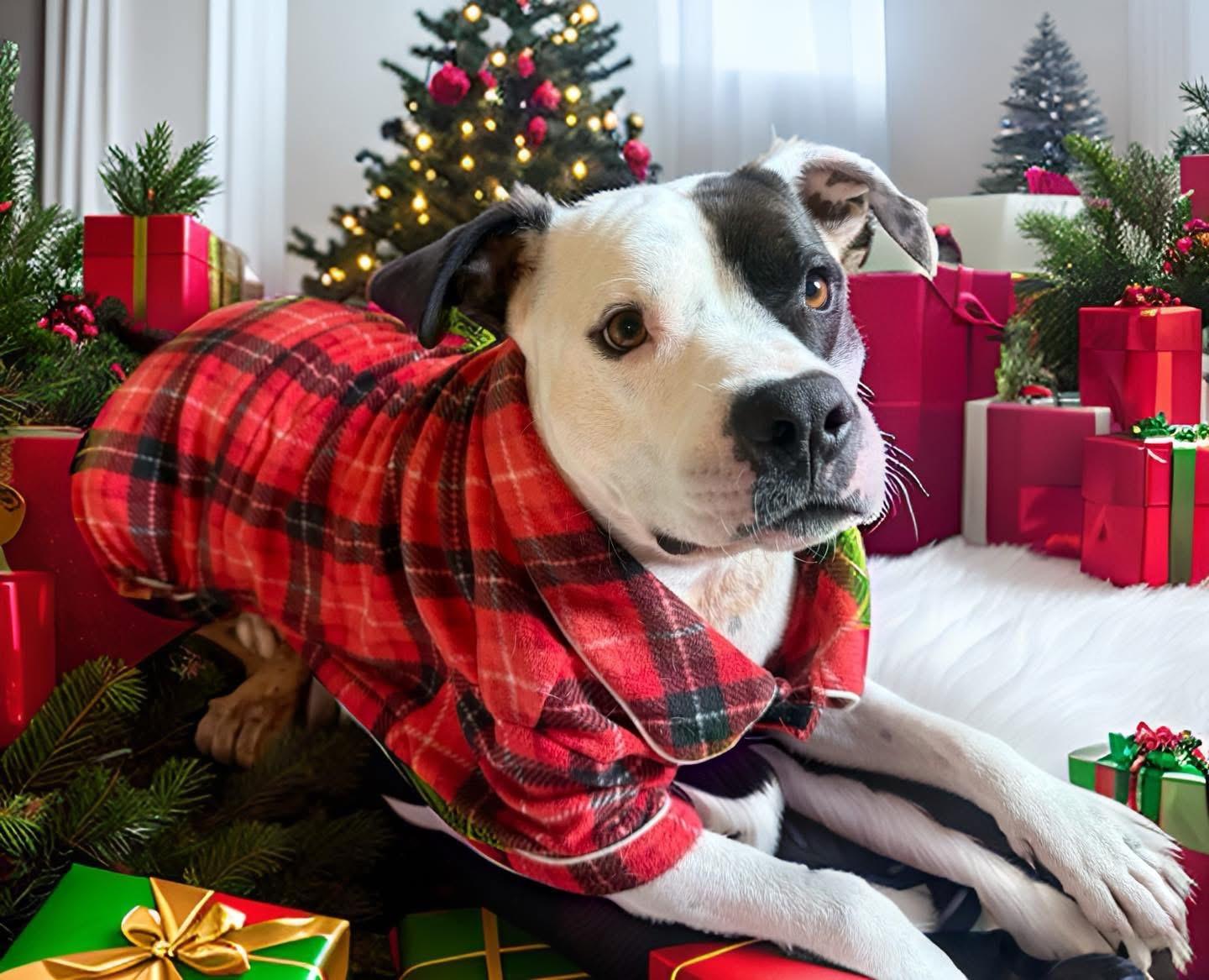 Petey, ADOPTABLE, Young Male American Staffordshire Terrier.