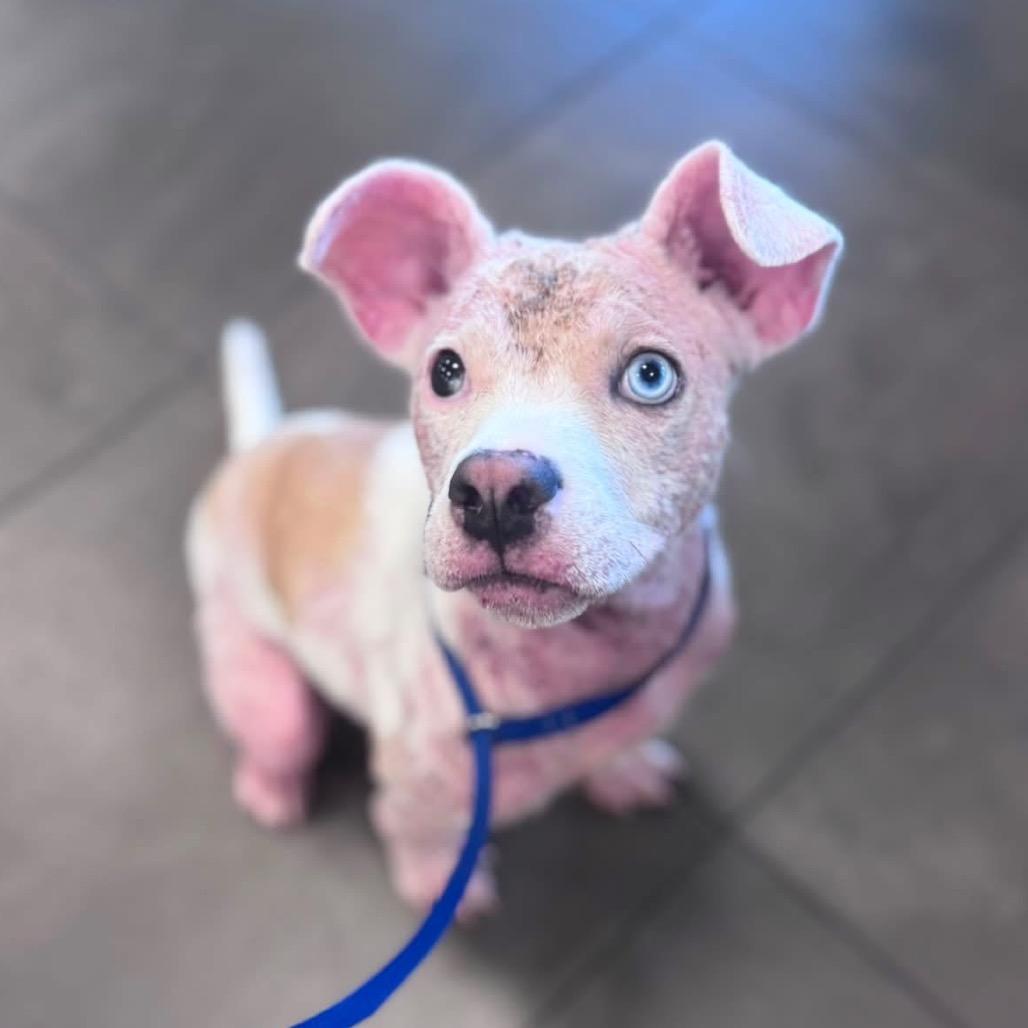 Enlarge Paisley, a Adoptable Cattle Dog in Allen, TX image 2/6