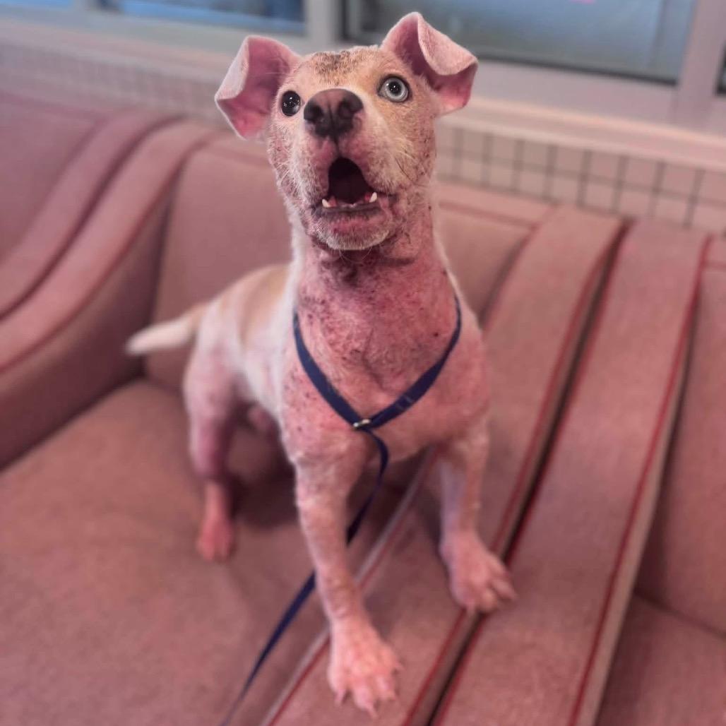 Enlarge Paisley, a Adoptable Cattle Dog in Allen, TX image 3/6
