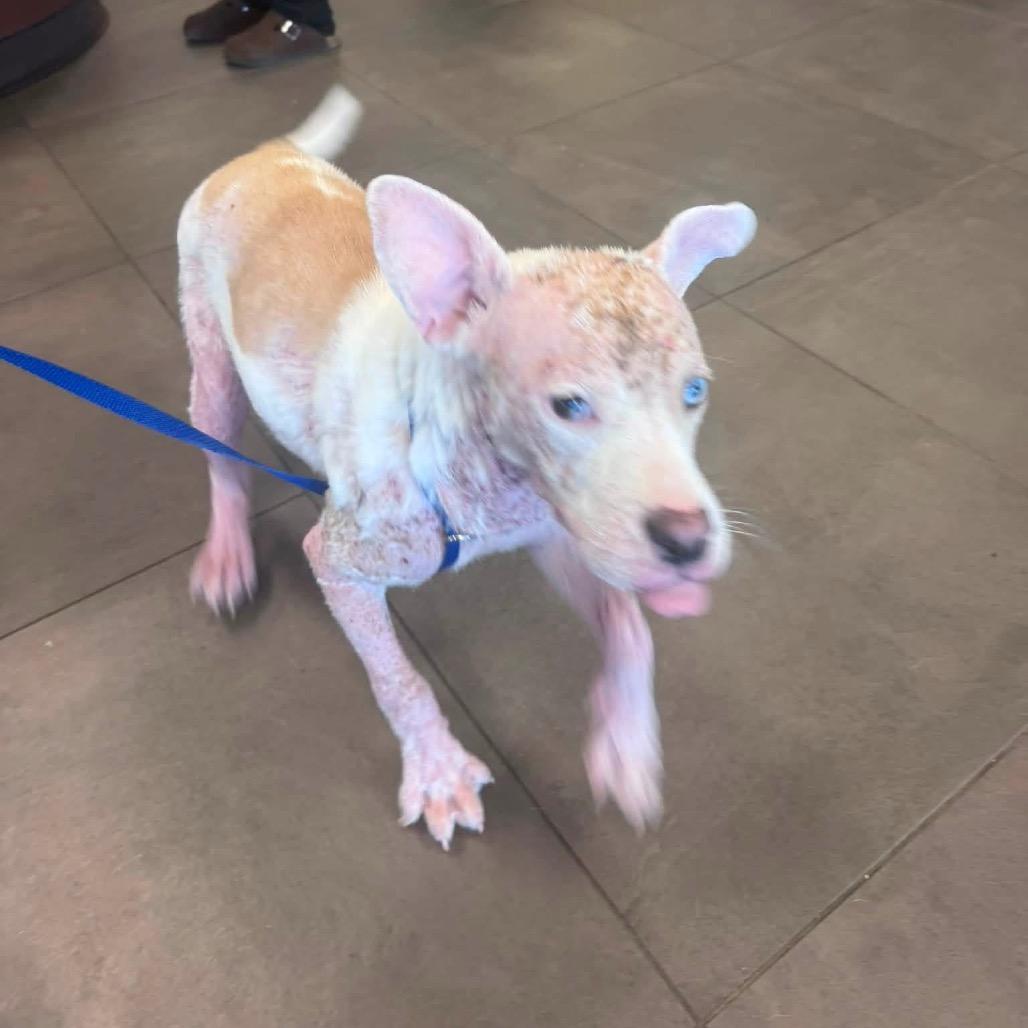 Enlarge Paisley, a Adoptable Cattle Dog in Allen, TX image 4/6