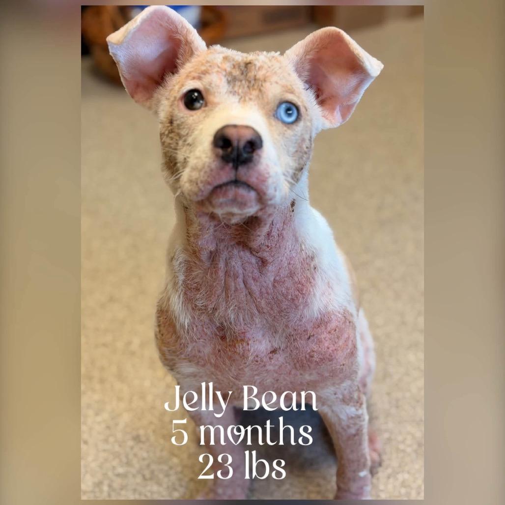 Enlarge Paisley, a Adoptable Cattle Dog in Allen, TX image 5/6