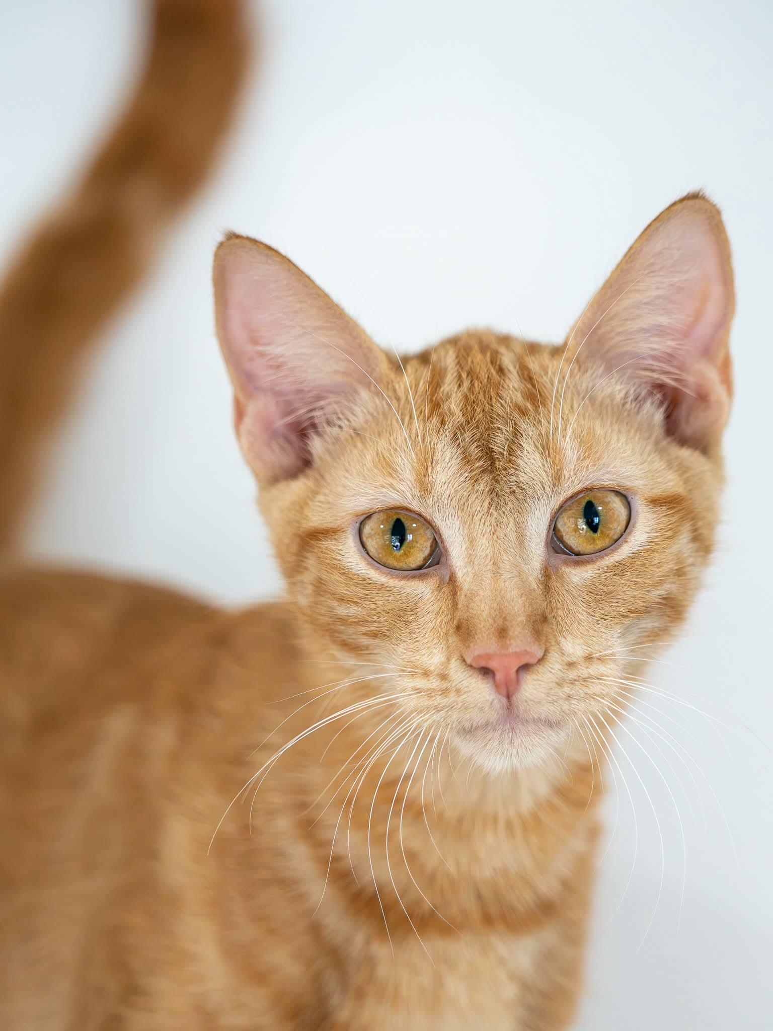 Enlarge Red, a Adoptable Domestic Short Hair in Globe, AZ image 1/1
