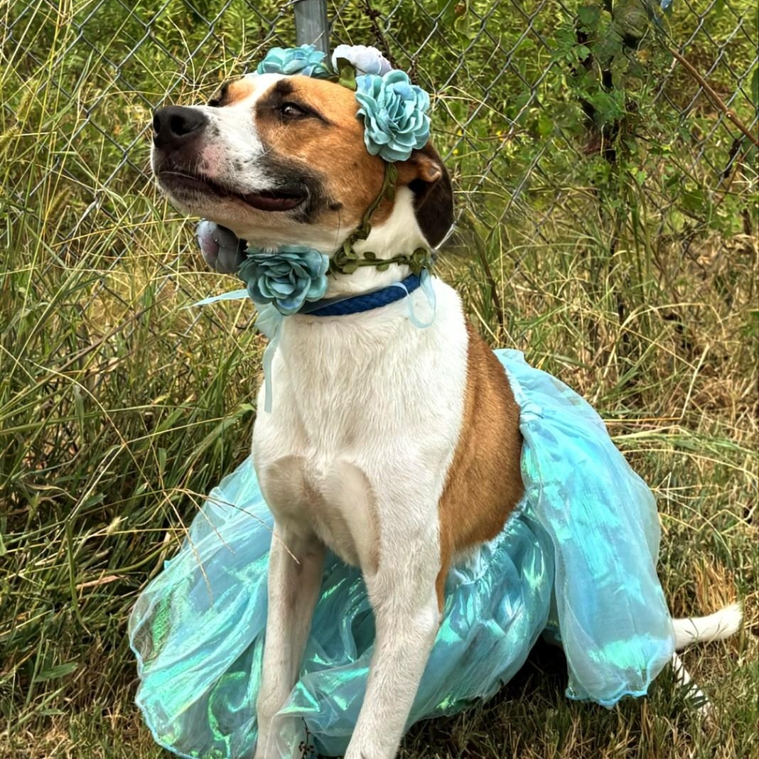 Enlarge June Bug, a Adoptable mixed breed in Newport, AR image 1/6