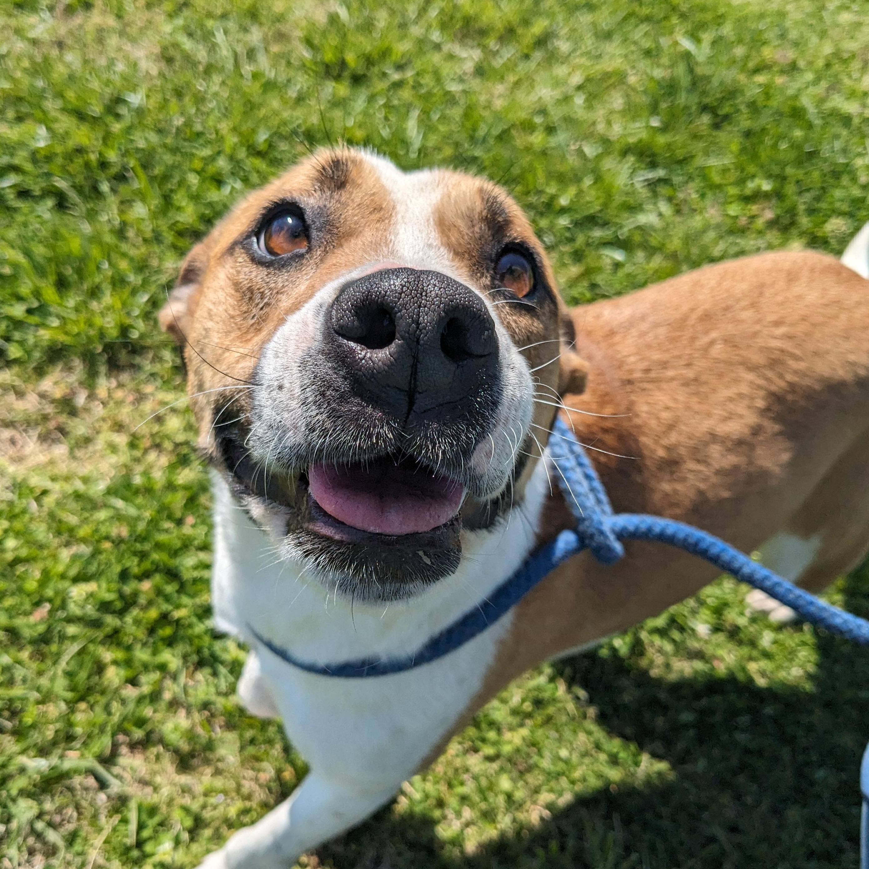 Enlarge June Bug, a Adoptable mixed breed in Newport, AR image 2/6