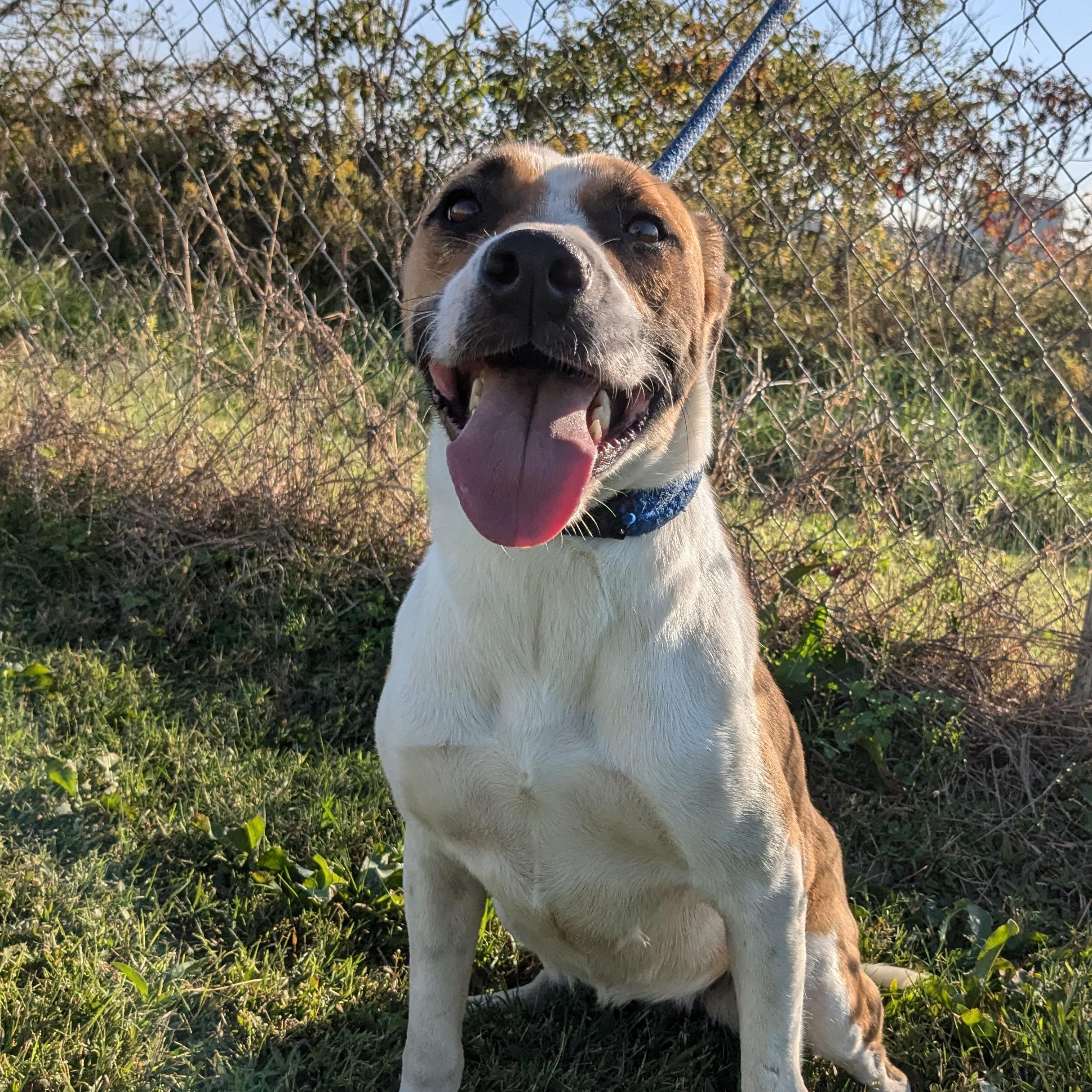 Enlarge June Bug, a Adoptable mixed breed in Newport, AR image 6/6
