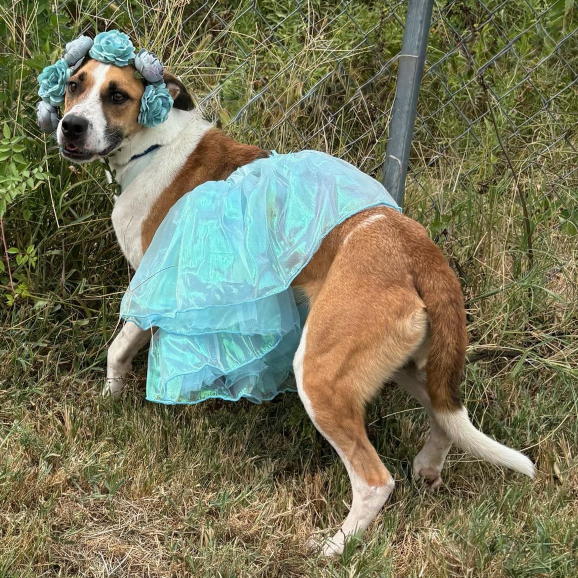 Enlarge June Bug, a Adoptable mixed breed in Newport, AR image 3/6