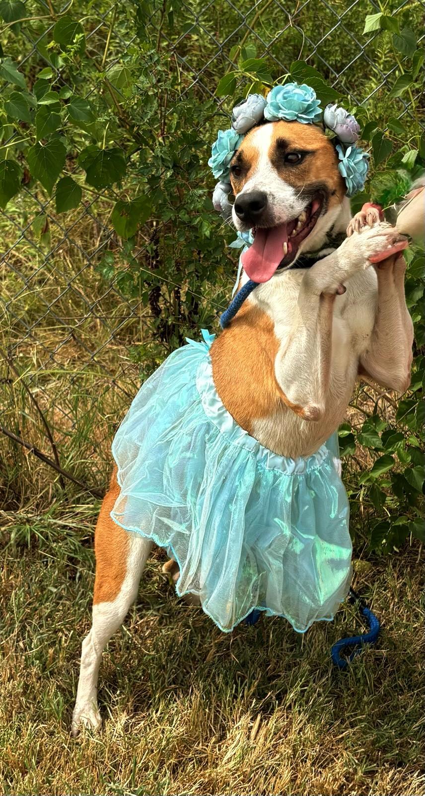 Enlarge June Bug, a Adoptable mixed breed in Newport, AR image 4/6