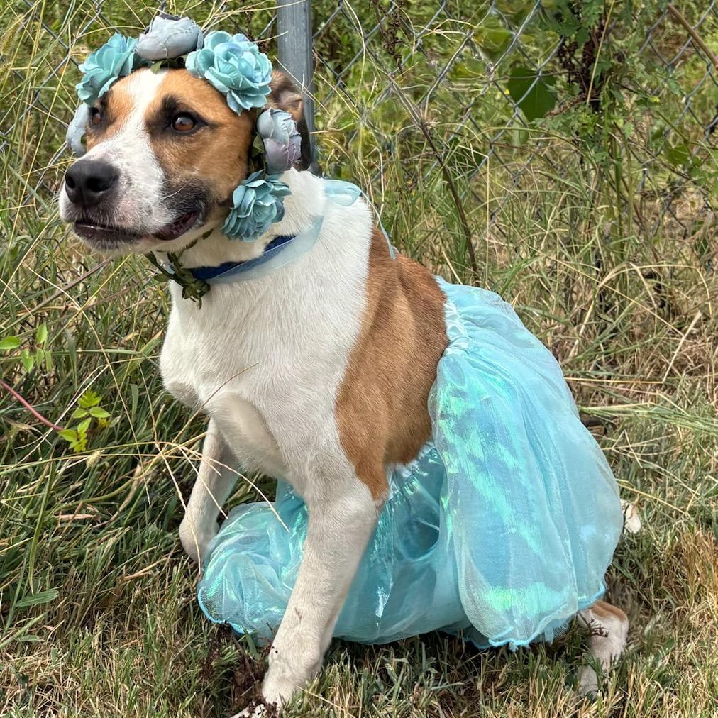 Enlarge June Bug, a Adoptable mixed breed in Newport, AR image 5/6