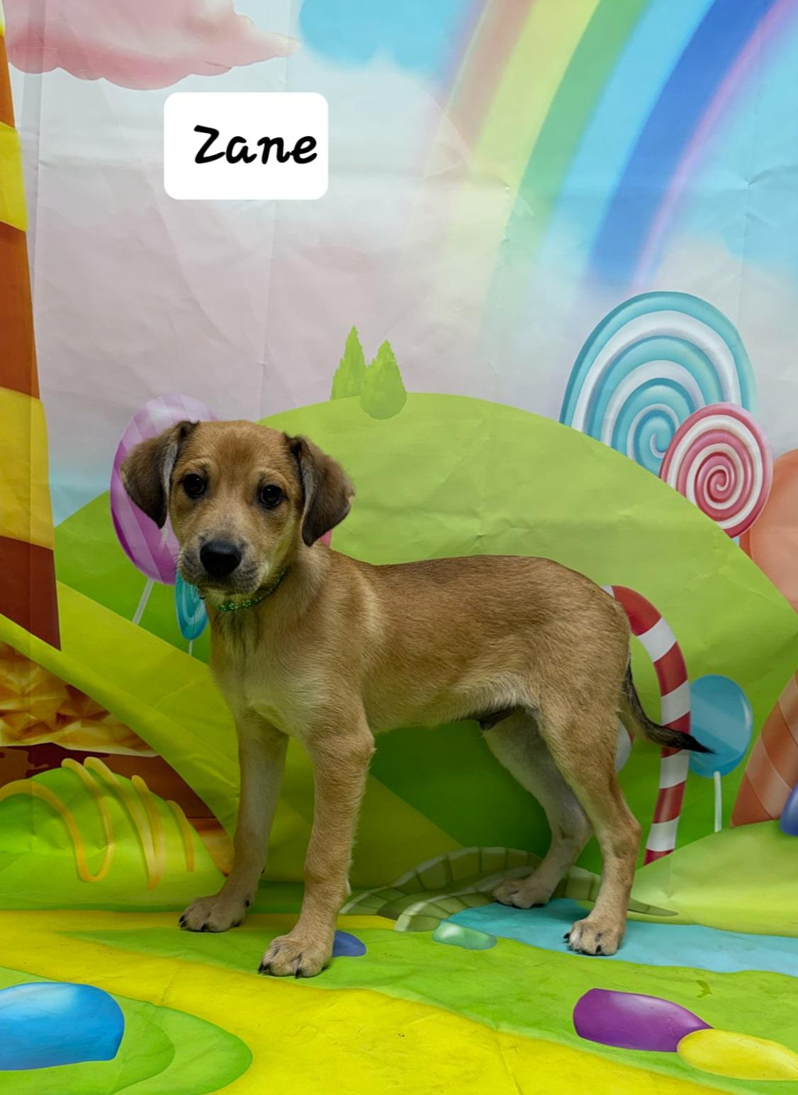 Zane, ADOPTABLE, Puppy Male German Shepherd Dog.