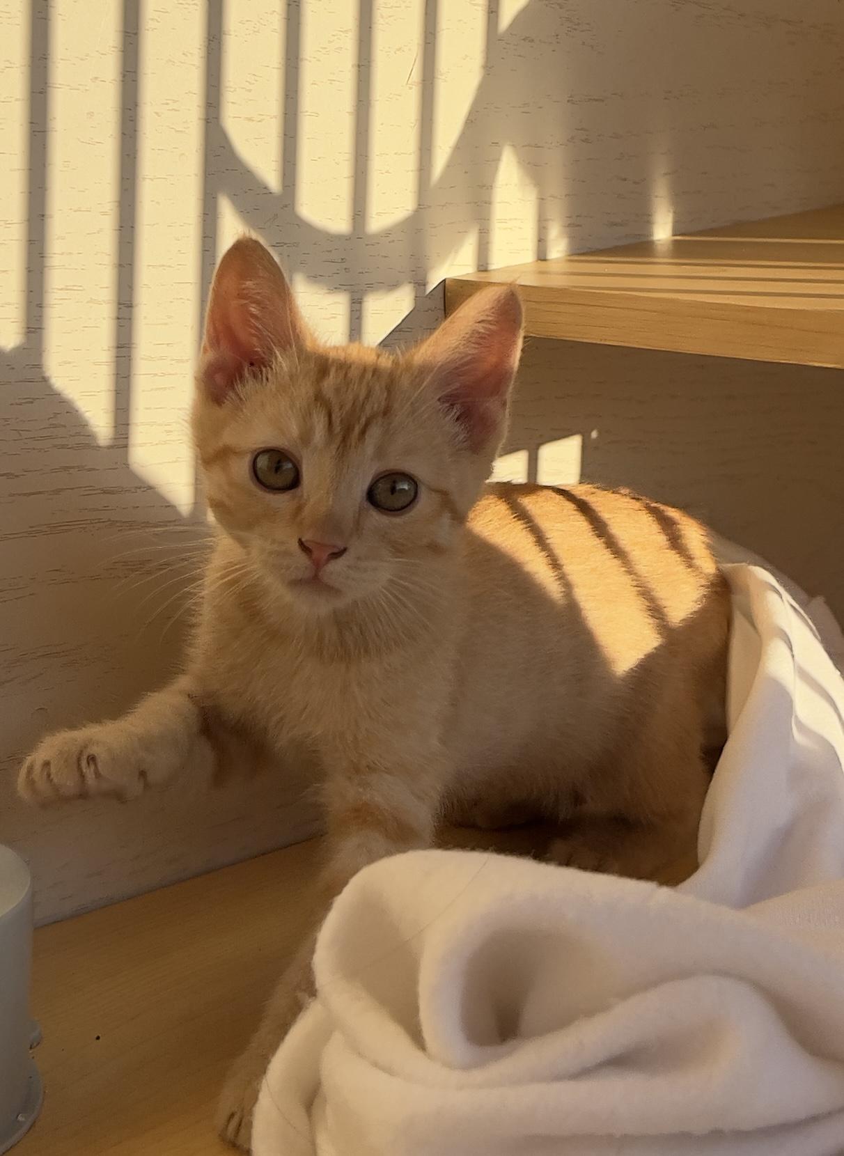 Mateo, a Adoptable Tabby in Hawthorne, CA image 2/6