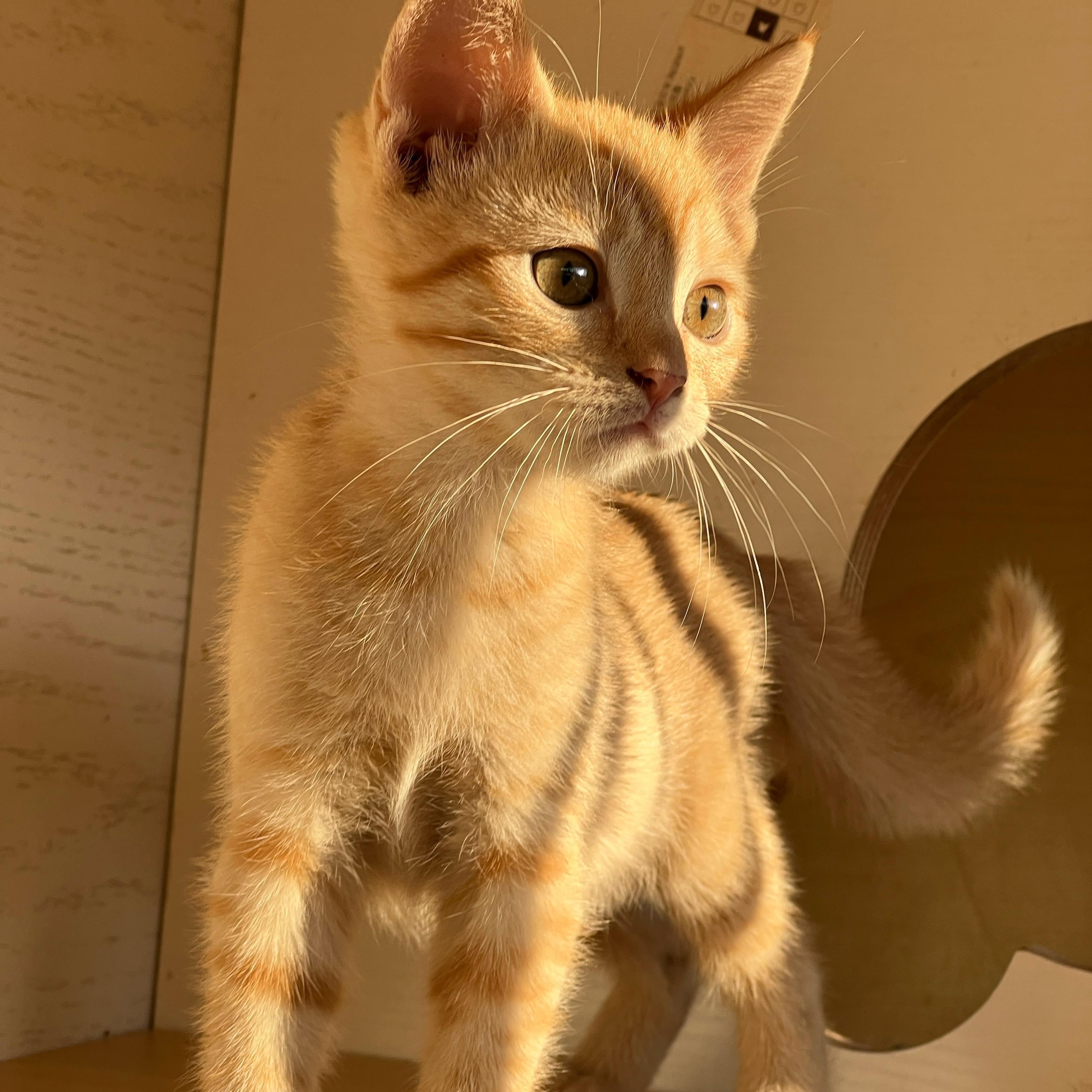 Mateo, a Adoptable Tabby in Hawthorne, CA image 5/6