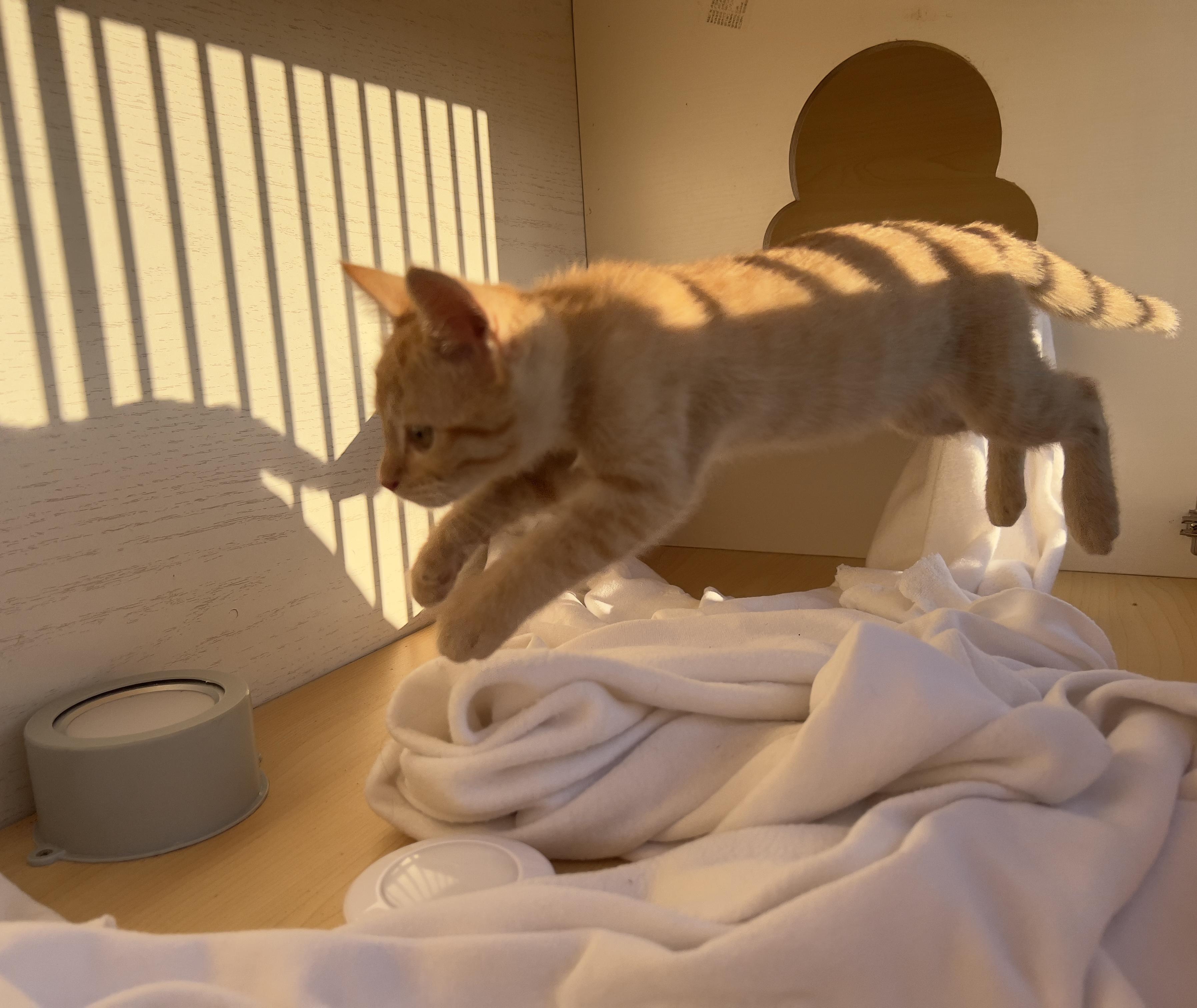 Mateo, a Adoptable Tabby in Hawthorne, CA image 4/6