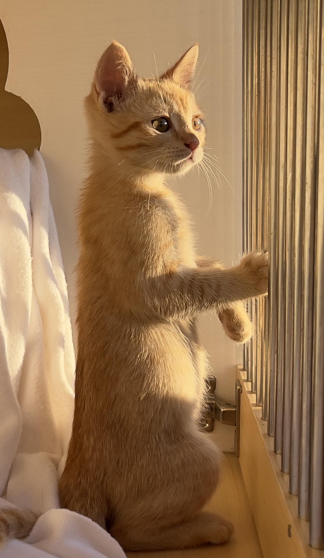 Mateo, a Adoptable Tabby in Hawthorne, CA image 6/6