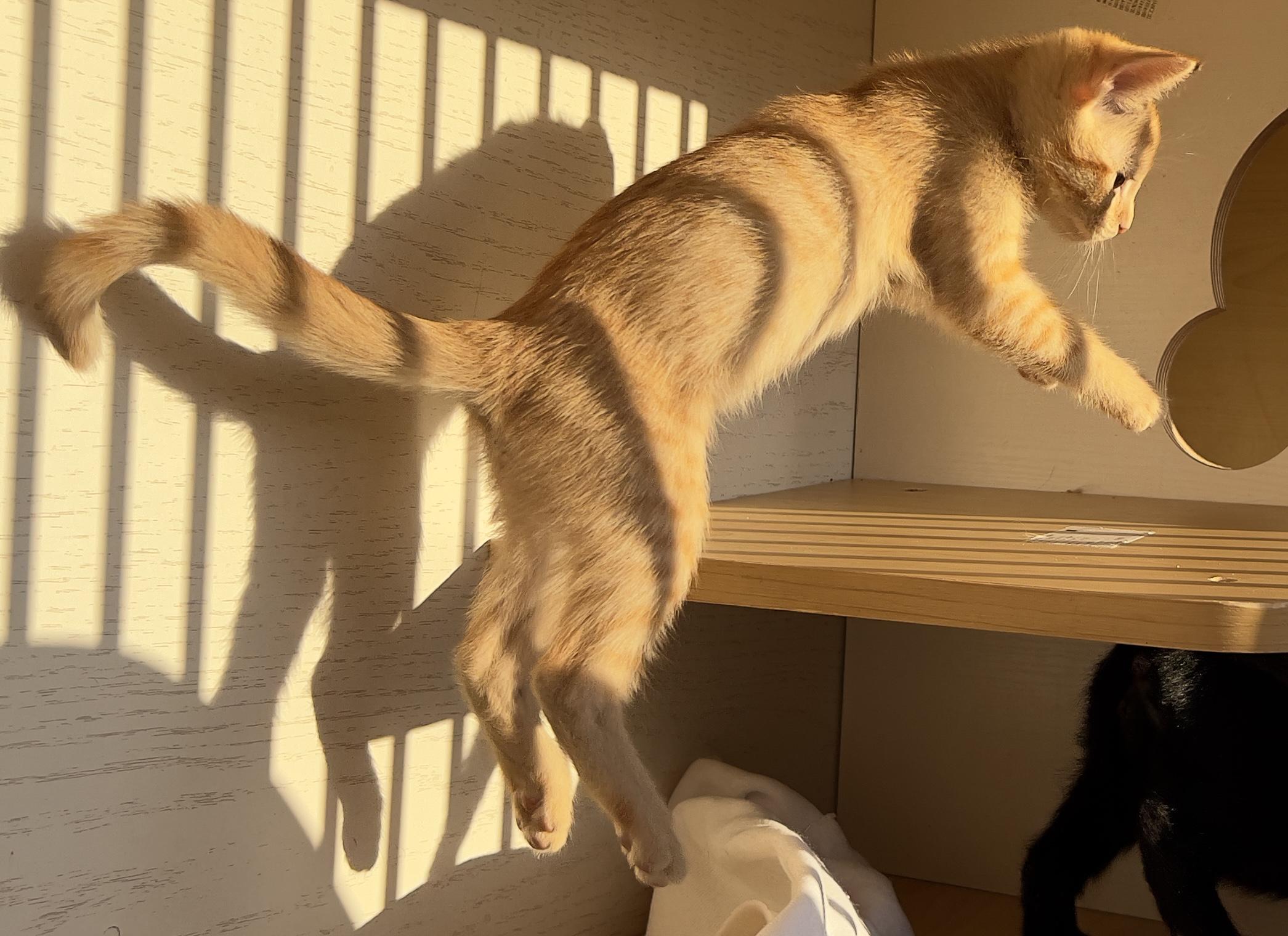 Mateo, a Adoptable Tabby in Hawthorne, CA image 3/6