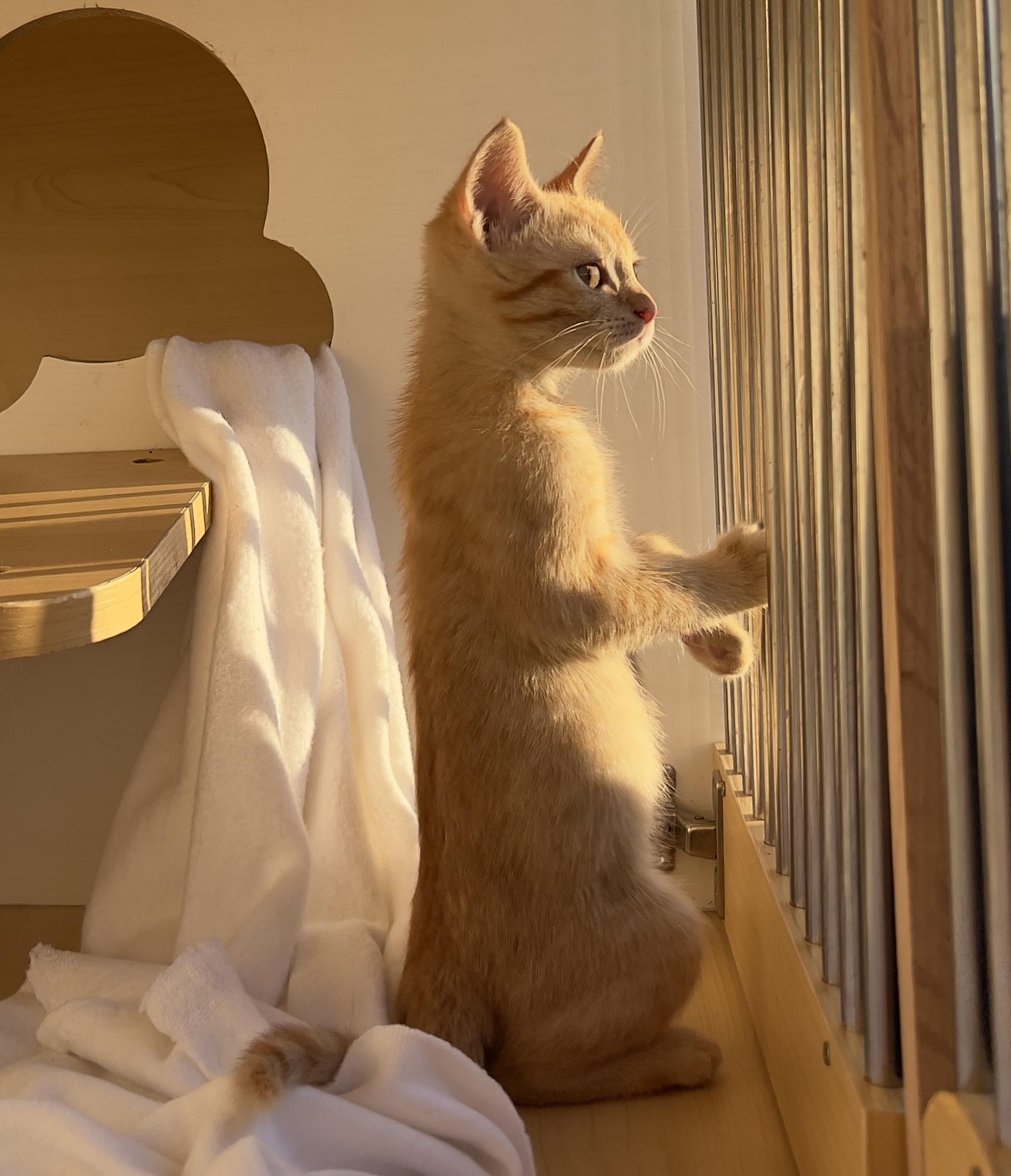 Mateo, Adoptable, Kitten Male Tabby.